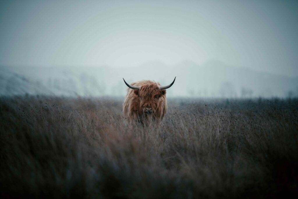 Foto door Dylan Leagh op Unsplash